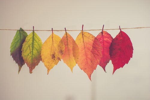 A line of leaves hanging on a string.