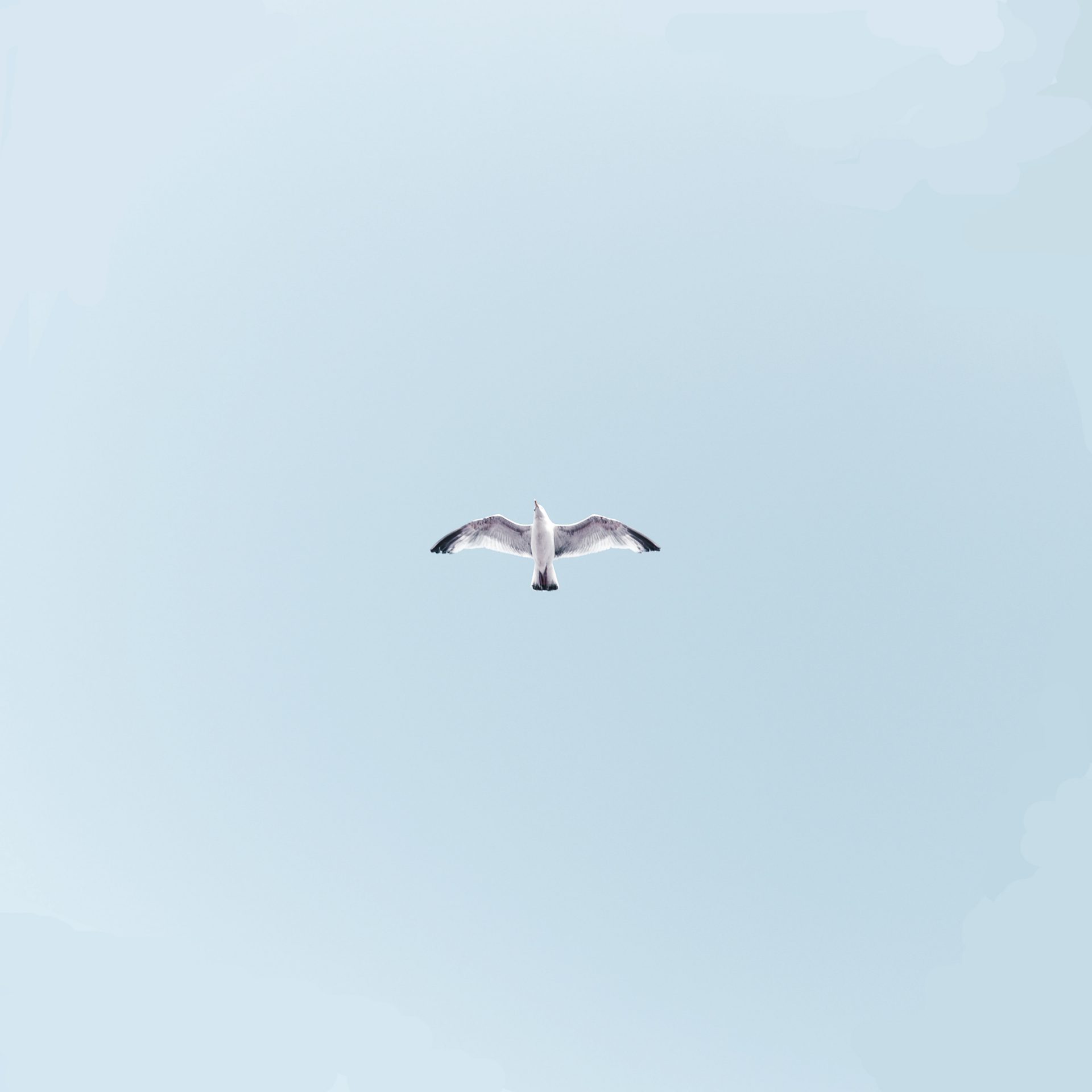 A bird flying in the sky with its wings spread.