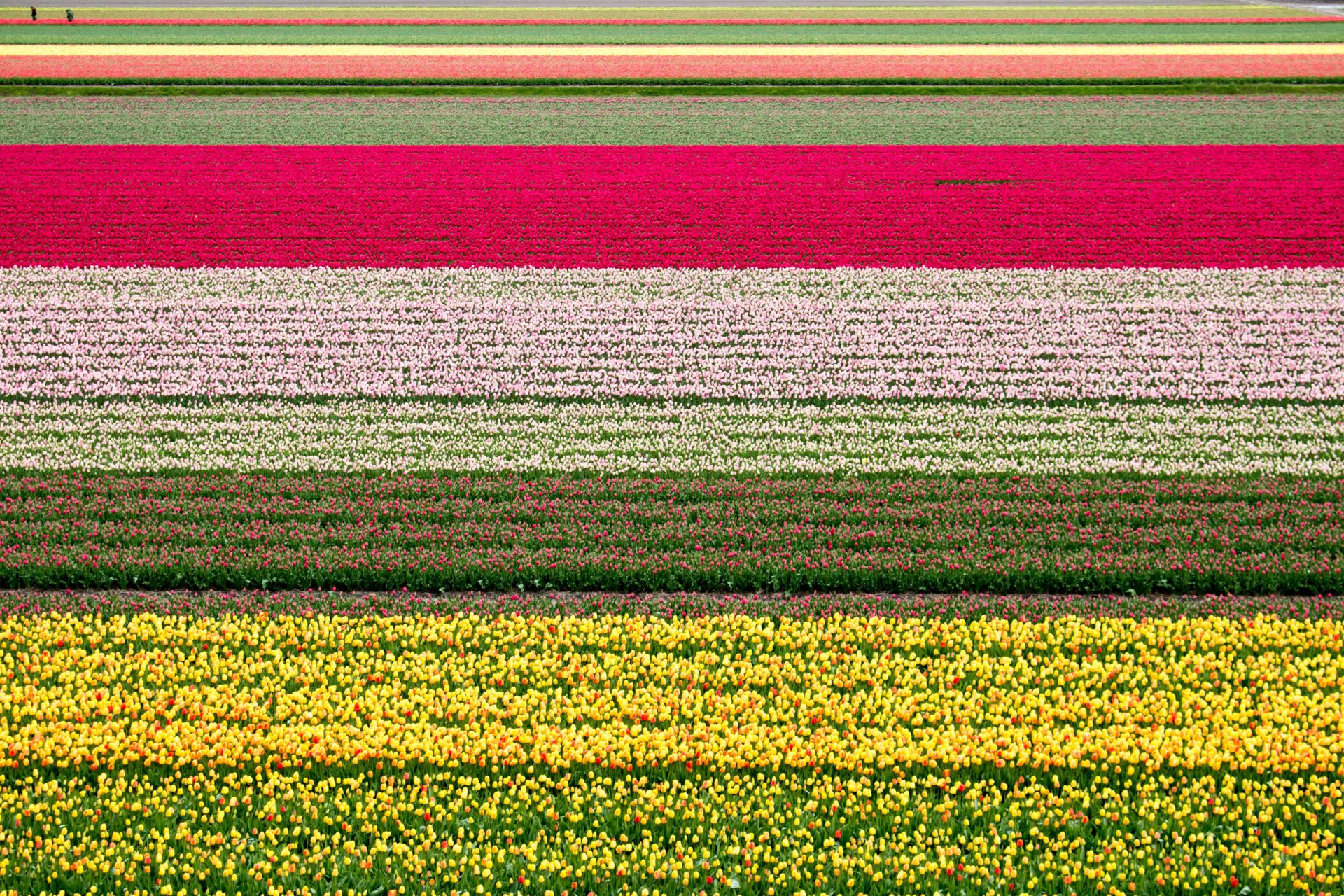A field of flowers that is very colorful.