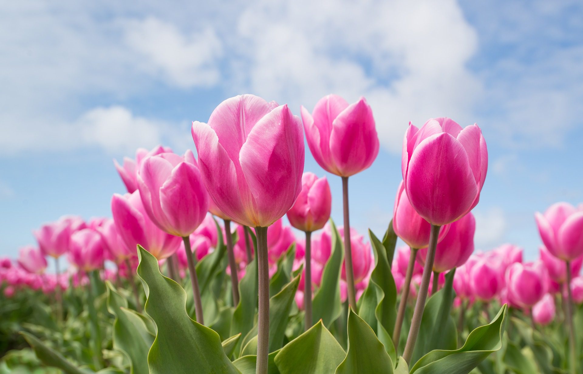 A field of pink flowers under the blue sky.