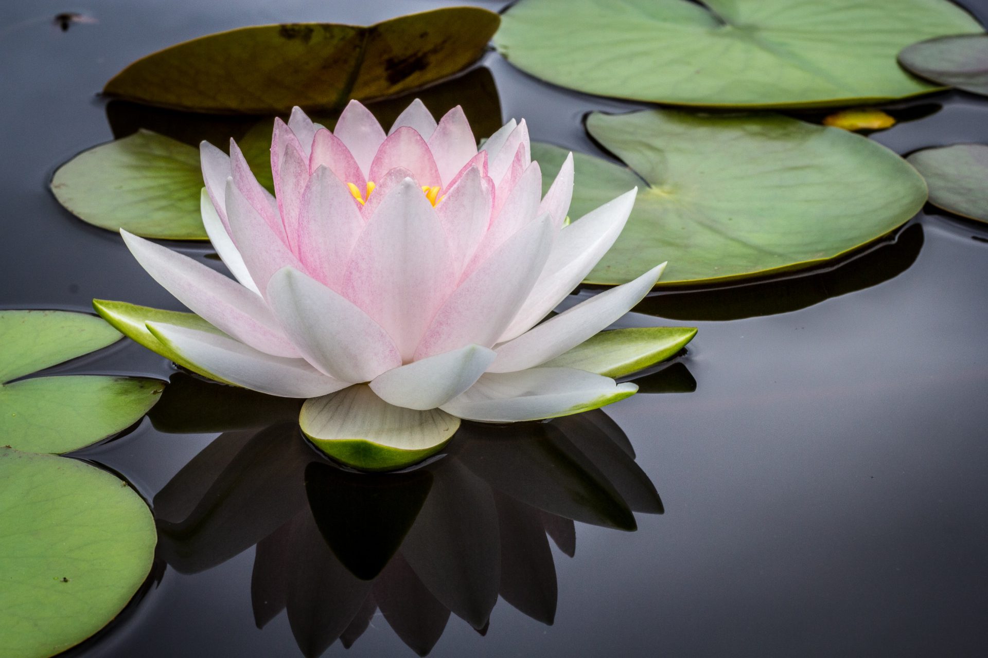 A pink water lily floating on top of a pond.