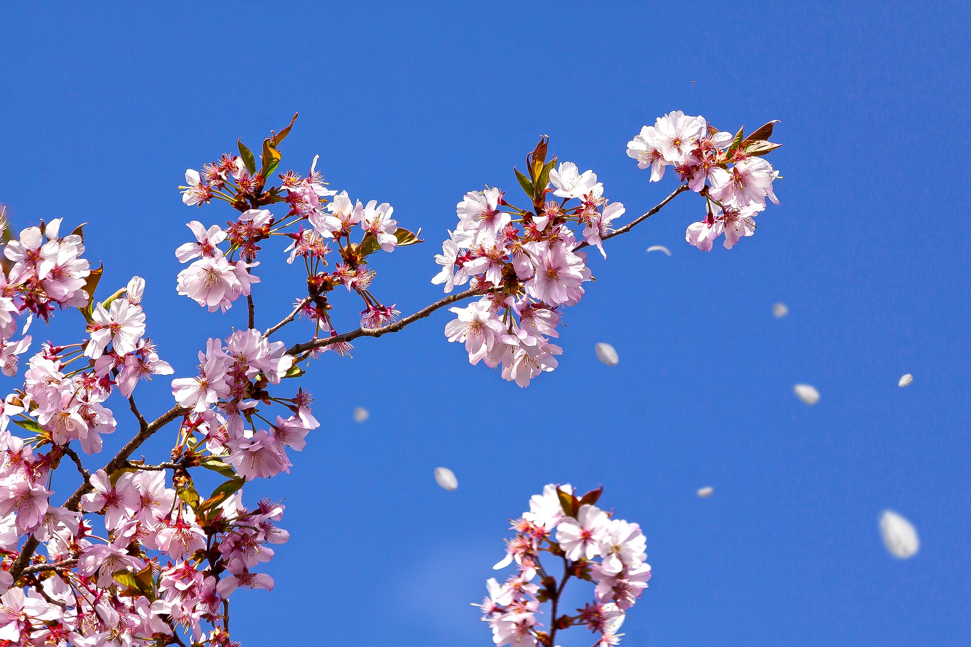A tree branch with pink flowers in the sky.