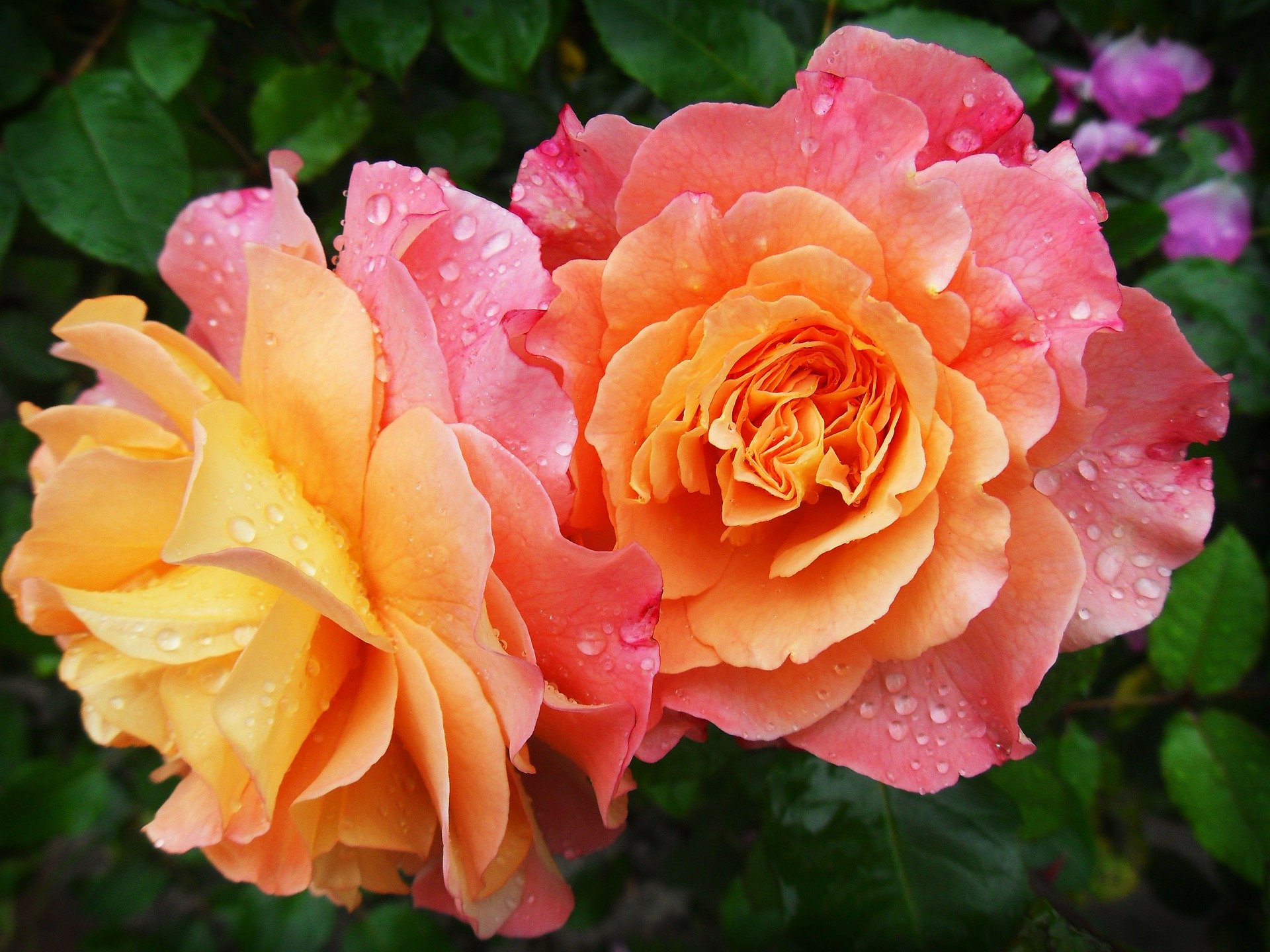 Two roses are shown with water droplets on them.