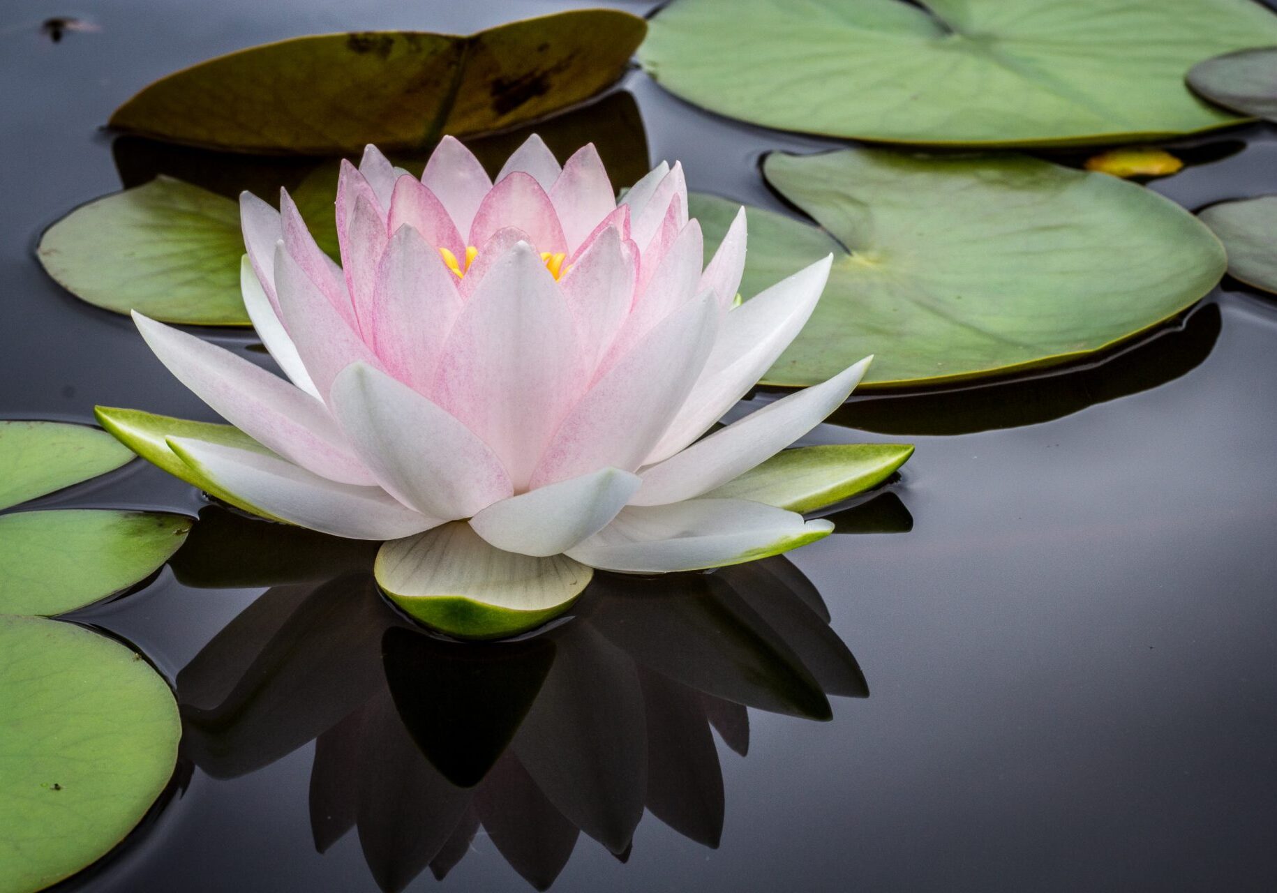 A pink water lily floating on top of a pond.