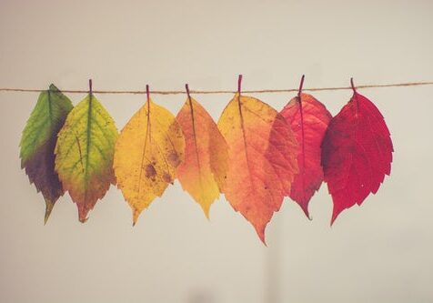 A line of leaves hanging on a string.