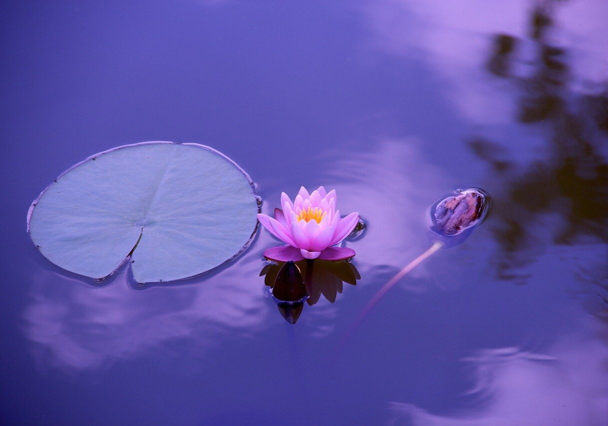 A purple flower floating on top of water.