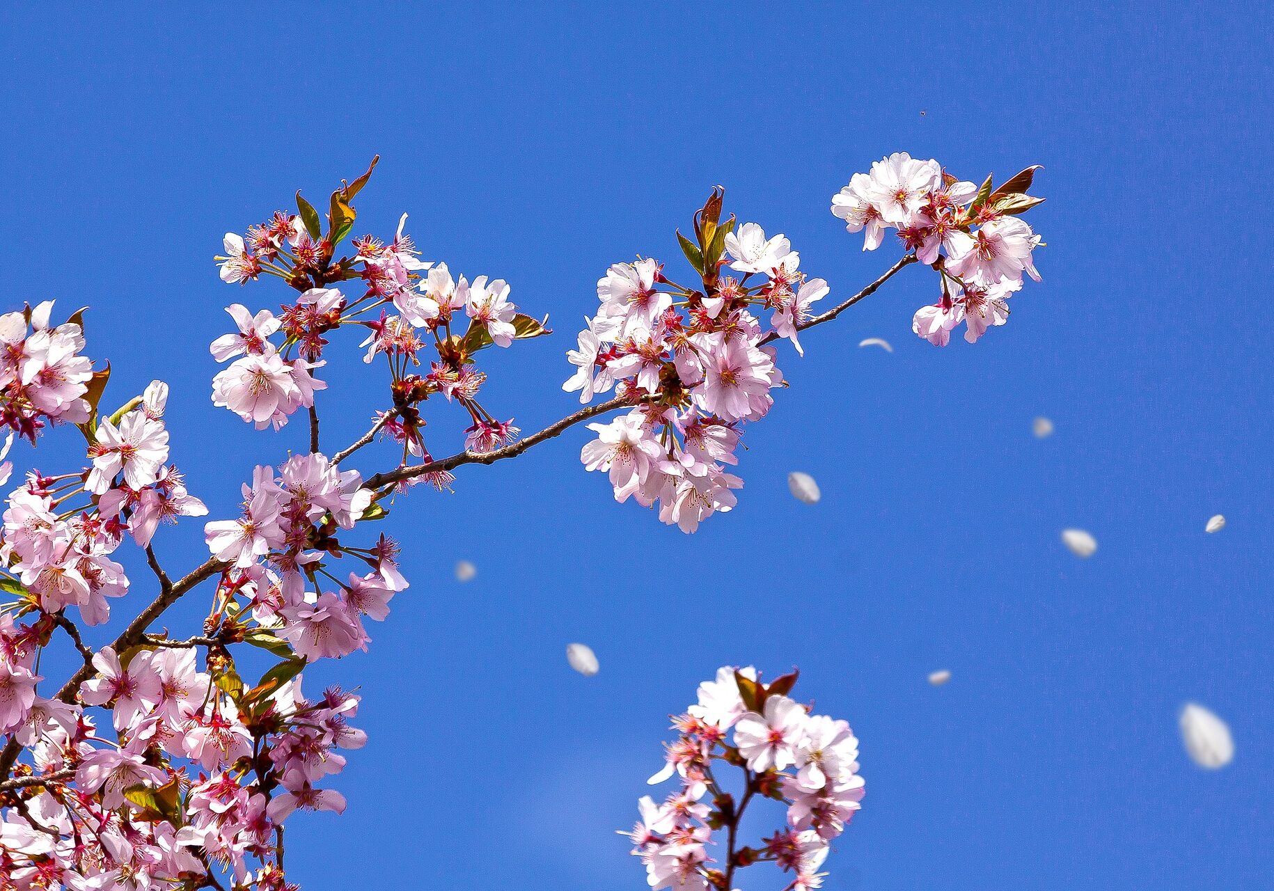A tree branch with pink flowers in the sky.